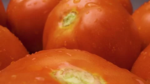 Camera glides over ripe tomatoes in a close-up shot. Stock Footage 313802936