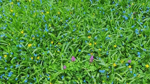 Camera glides over a vibrant meadow Stock Footage 309030219