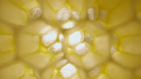 Camera glides past illuminated honeycomb as bright sunlight filters through its  Stock Footage 337675034