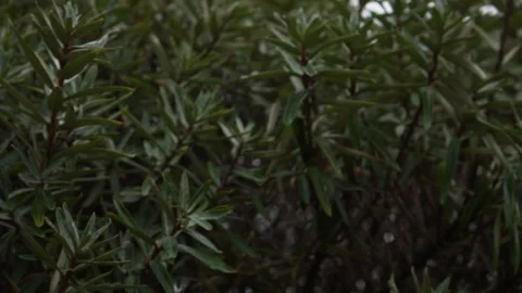 The camera glides smoothly into dense green bushes, creating a seamless Stock Footage 337209206