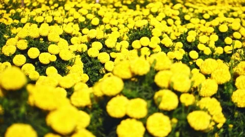 A camera glides smoothly over vibrant yellow marigold flowers blooming in n.. Stock Footage 341354702