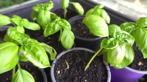 Camera glides smoothly past rows of green basil seedlings, each freshly tra.. Видео 340904038
