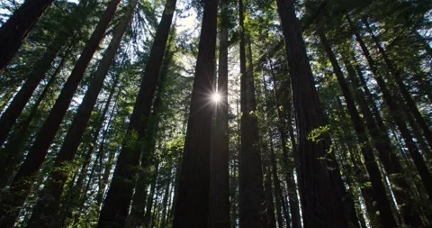Camera Glides through Redwood Trees with Sun Flares Video stock 132519317