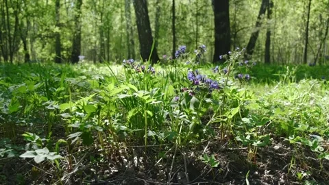 Camera glides through spring forest, revealing iris-like wildflowers amidst lush Stock Footage 243154239