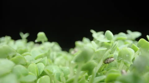 Camera Glides Through Sprouts from Chia Seeds, Slider on a Black Background, Mac Stock Footage 256970255