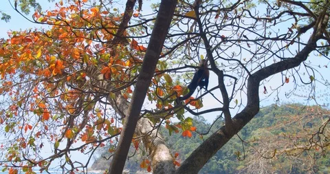 Camera glides under a white-faced capuchin that sits on a branch Stock Footage 108604166