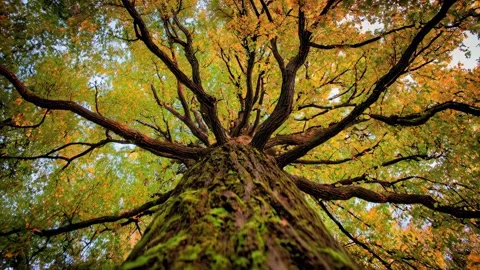 Camera glides upward along a tree trunk with vibrant autumn leaves Video stock 315554885
