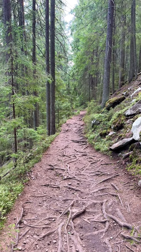 Camera gliding forward along a scenic hiking trail in a lush forest Stock Footage 282402704