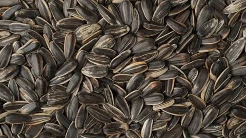 Camera gliding over roasted sunflower seeds in shell Видео 348309704