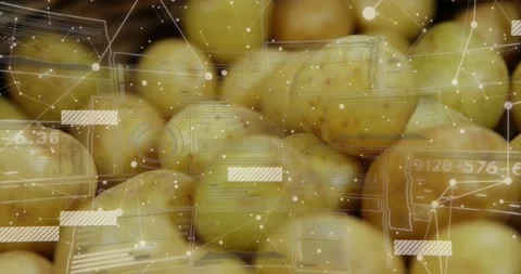 Camera gliding over yellow potato crate, causing data overlays showing quality Stock Footage 334038039