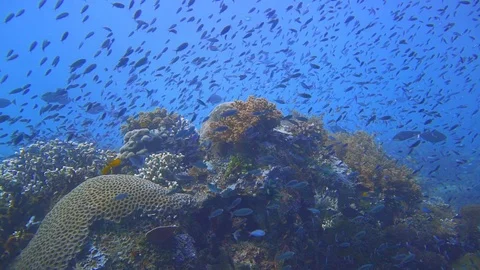 Camera gliding on a reef full of fish in Raja Ampat, Indonesia Stock Footage 105856569