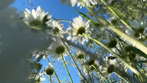 Camera gliding through chamomile blossoms toward open sky. Summer meadow sc.. Stock Footage 342540993