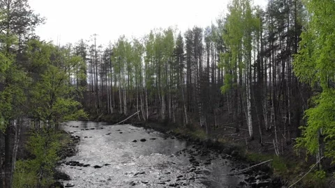 Camera goes up above a flowing river in a dense forest during gentle rain falls Stock Footage 318195540
