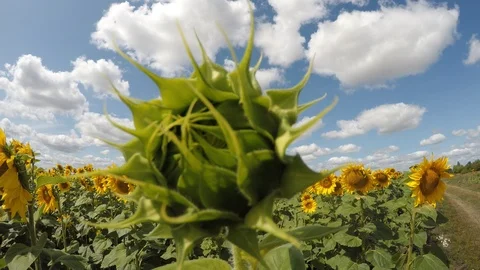 The camera goes back sunflowers, the wind 스톡 동영상 113563649