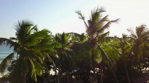 Camera goes up behind palms to the ocean golden hour 4K Stock Footage 120343621
