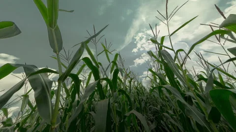 Camera goes cross corn leaves with a sky timelapse Vídeo Stock 40980198