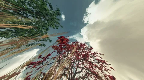 Camera goes cross the grass with tree and sky timelapse Stock Footage 40980946