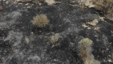 The camera goes down on the burned out ground. Burnt trees. Stock Footage 106342513
