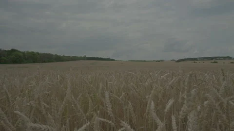 The camera goes down into the ripe field Stock Footage 92827196