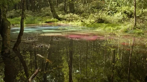 Camera goes slowly forward between trees in forest and shows oil in water Video stock 137191135