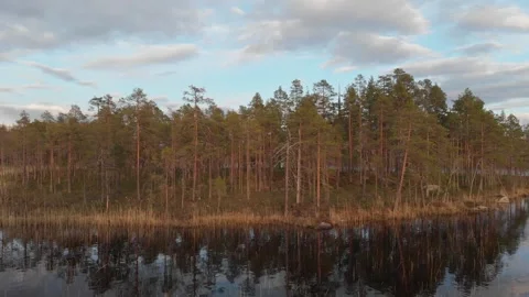 Camera goes up smoothly, revealing tree reflections on water natural landscape. Stock Footage 318195392