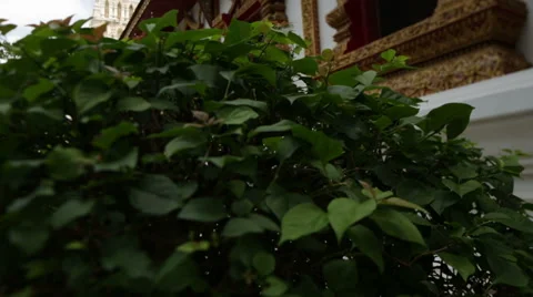 Camera goes through buddhist bushes Stock Footage 62648627