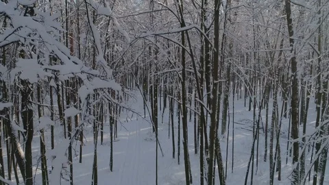 The camera goes up in the winter snow-covered forest Stock Footage 105014918