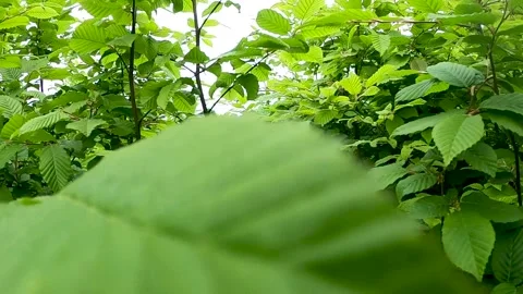 Camera is going in and out of leaves Stock Footage 237521494