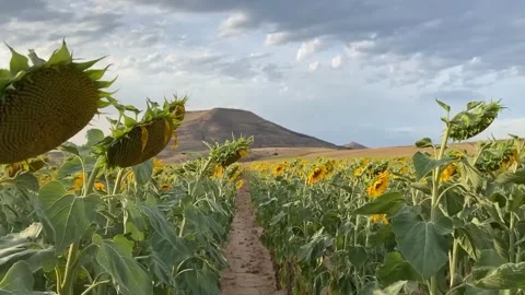 Camera going into a field of sunflowers. Stock Footage 136331128