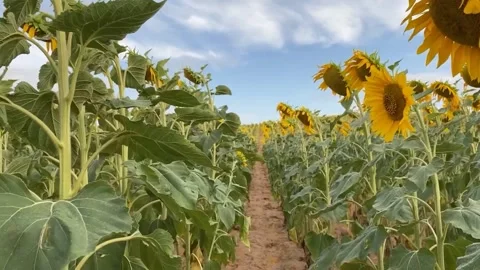 Camera going into a field of sunflowers. Viewing at a low height Stock Footage 136331125