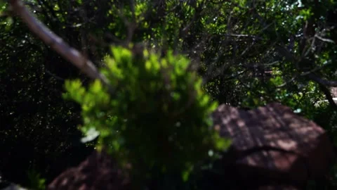 Camera going up movement revealing small beach with cabins and kayaks in the  Video stock 132517021