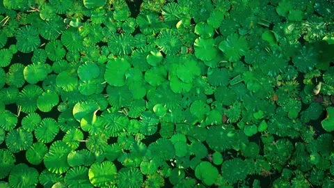 Camera gradually moves away from pond completely covered green water lilies Stock Footage 312743964