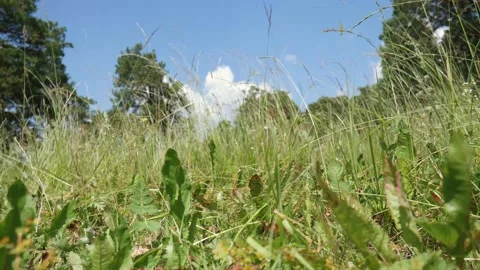 Camera in the grass. view from the grass. view of the sky with the forest. 動画素材 135383343