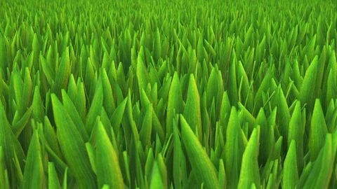 Camera horizontal movement on a 3d grass field looping Stock Footage 91407175