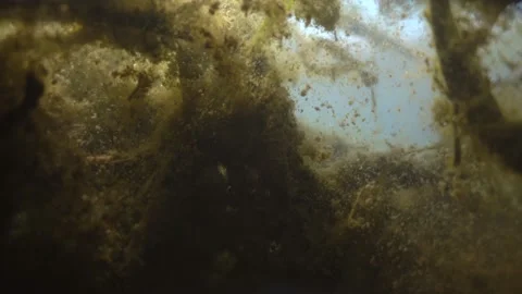 The camera is immersed in the silt and bottom vegetation of the lake. Video stock 153150468
