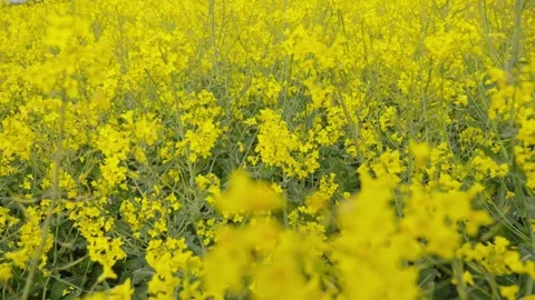 Camera immerses into a blooming rapeseed field, filling the screen with yel.. Video stock 275488018