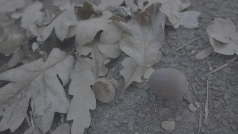 Camera Lifting Off From Acorn - Log 스톡 동영상 85457831
