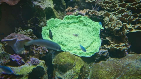 The camera lock and focus at a Yellow Scroll Coral (Turbinaria reniformis). Stock Footage 319707933