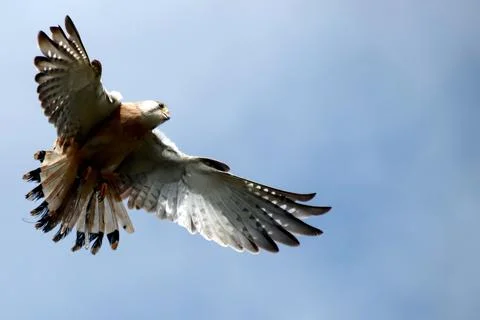 Camera   look   skywards   to   a   bird   in   flight Stock Photos