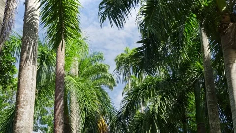 Camera Look Up Tall Green Palm Trees Sway Over Blue Sky White Clouds Stock Footage 334815675