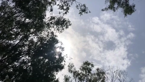 Camera looking to the blue sky through the trees. sun hiding behind tree Stock Footage 159062291