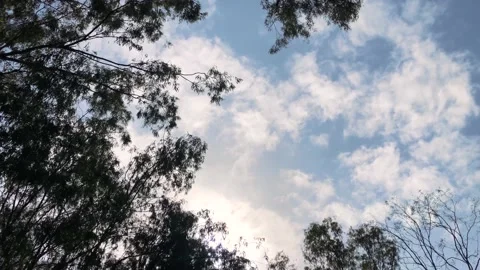 Camera looking to the blue sky through the trees. sun hiding behind tree and  Video stock 159062394