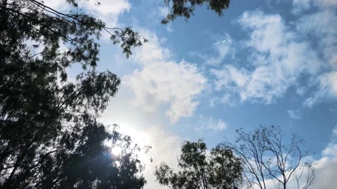 Camera looking to the blue sky through the trees. sun hiding behind tree and  Video stock 159062509
