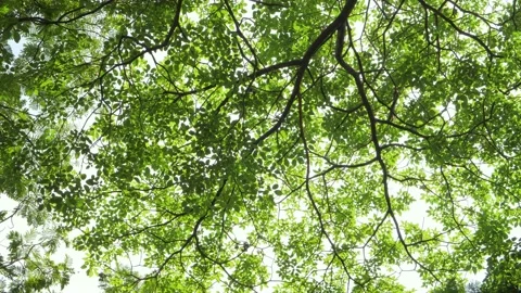 Camera looking up to sun shining through bright green tree leaves Stock Footage 155730539