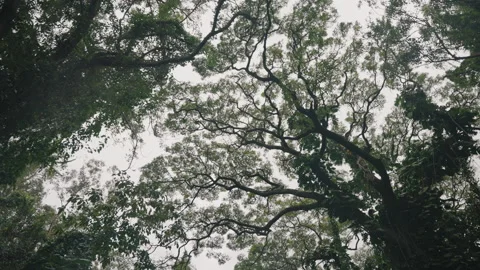 Camera Looking Up Tracking Across Hawaiian Trees and Vines 4K Stock Footage 267048349