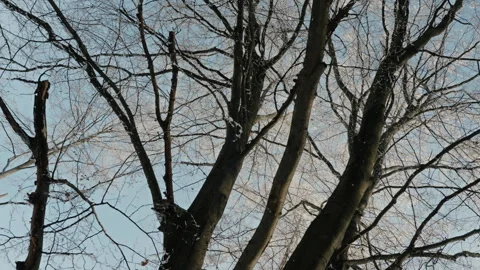 Camera looking up into a tree as the frost falls onto the lens in slow motion Stock Footage 300880547