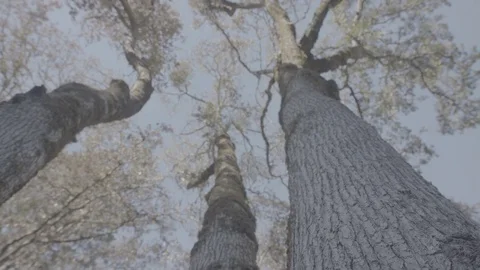 Camera Looking Up Tree Trunks - Log 스톡 동영상 85458203