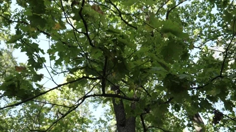 Camera Looks Up And Moves Slowly Under Tree.  Video stock 138807643
