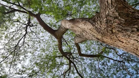Camera looks up and moves slowly under trees. Tree branches and leaves. Stock Footage 139864161
