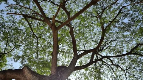 Camera looks up and moves slowly under trees. Tree branches and leaves Stock Footage 139864169